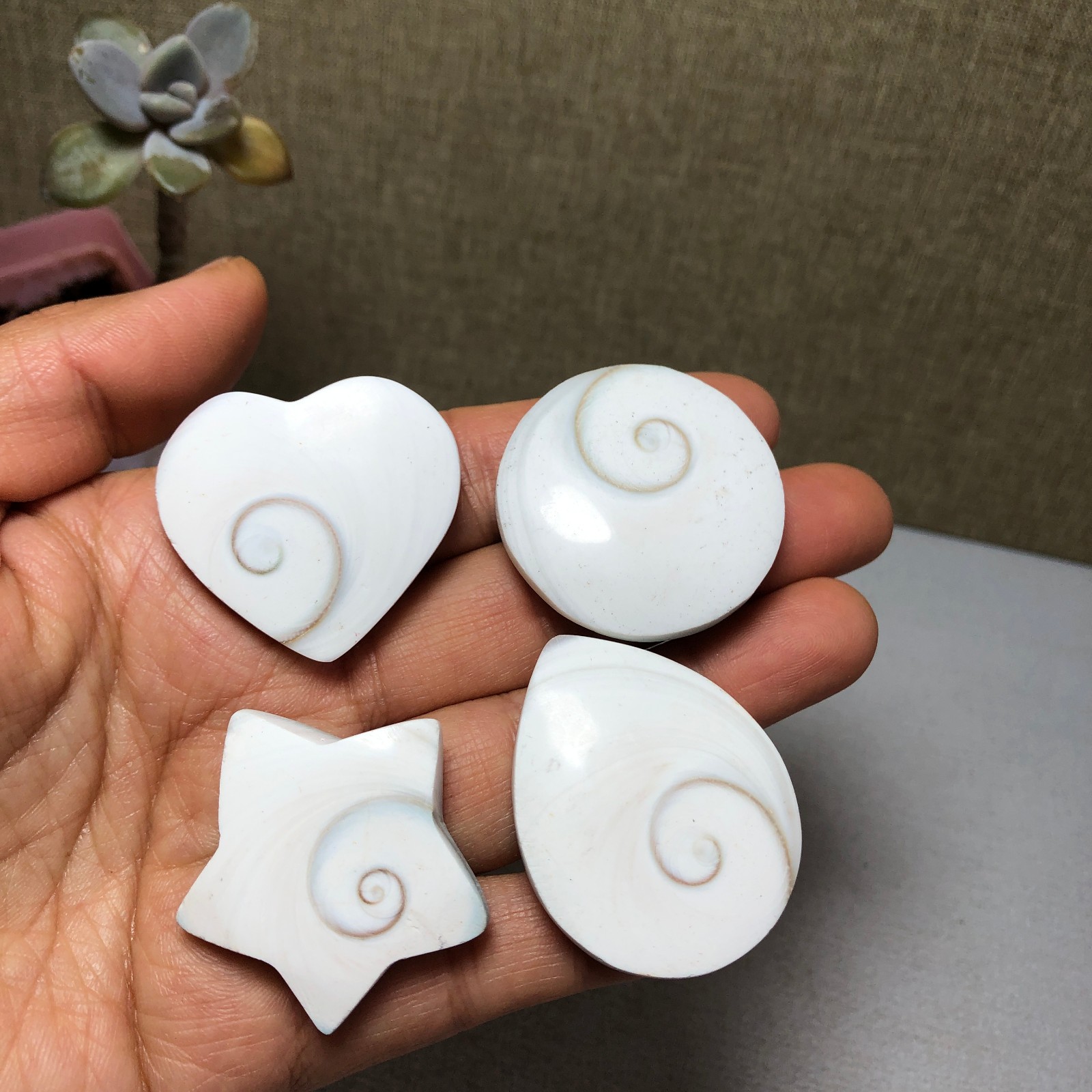 4pcs Rare sun shell Reiki Shiva Eye ocean semi-precious stone 70g A2755
