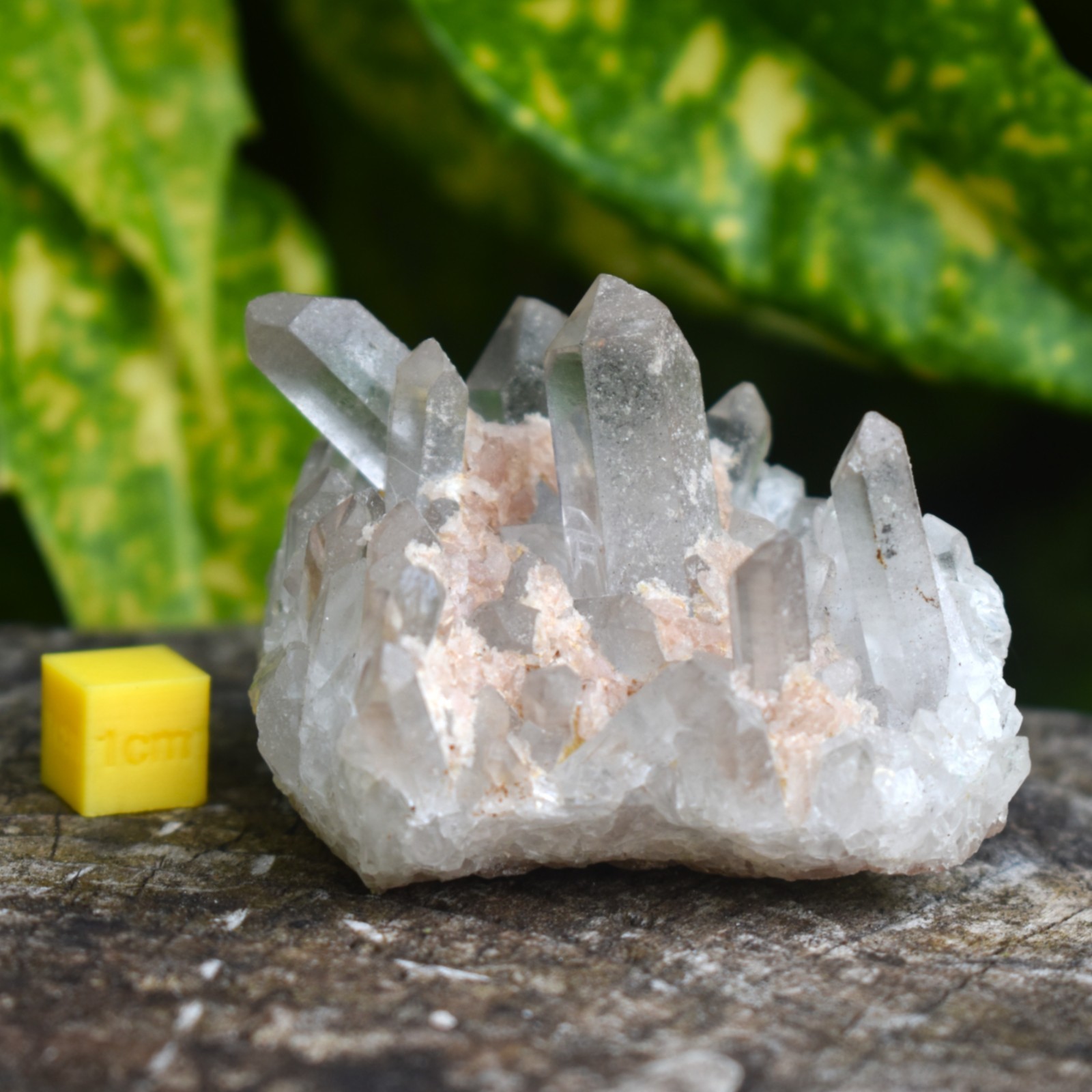 Himalayan Quartz Cluster | Clarity • High Vibration • Spiritual Growth | Natural