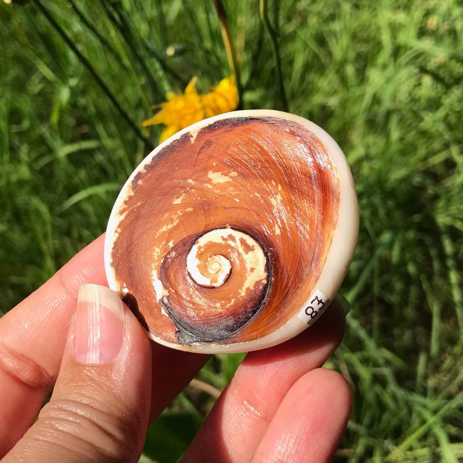 Shiva Eye Raw Natural Golden Ratio Fibonacci Swirl Shell