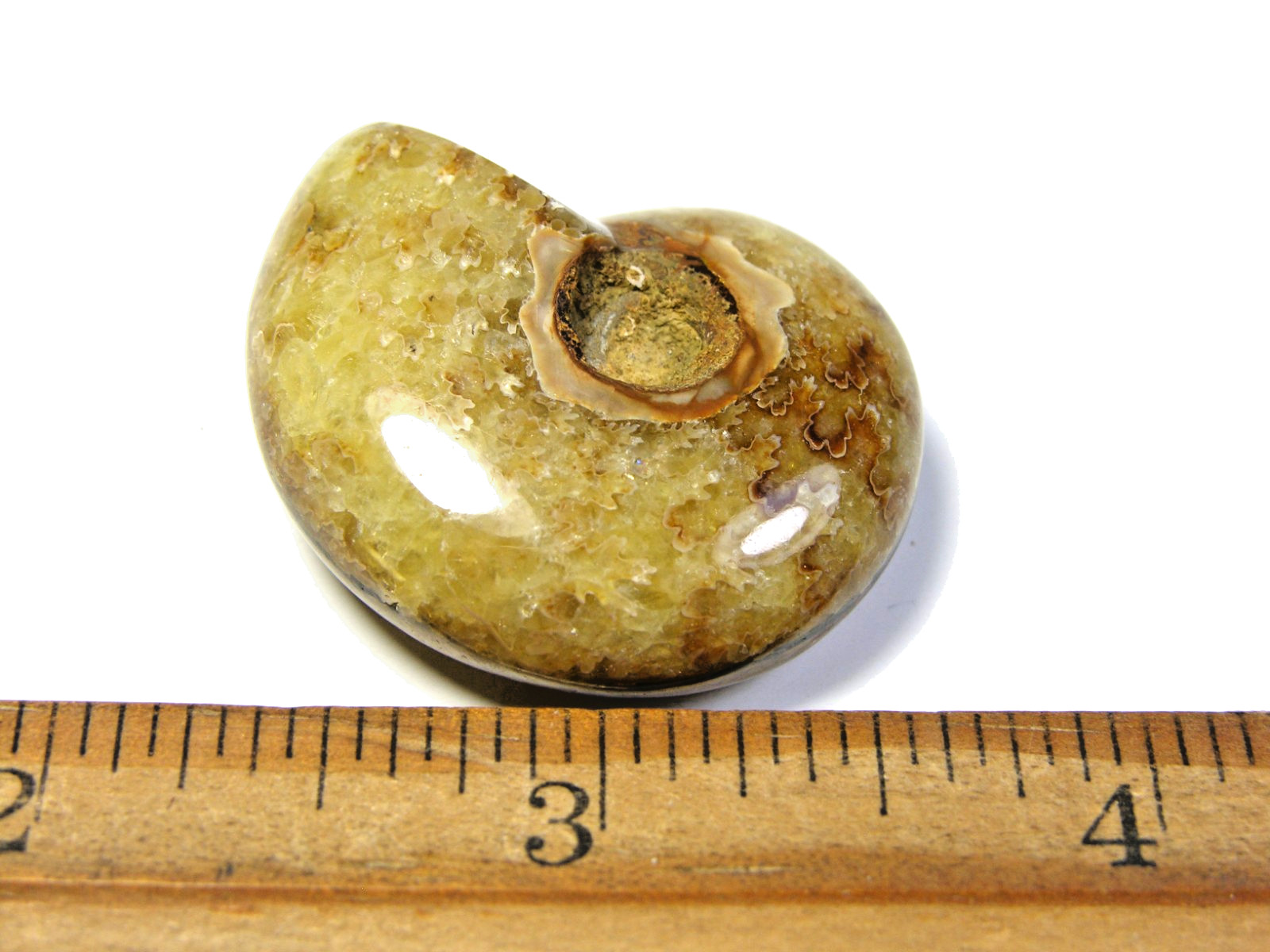 Ammonite fossil polished 1 1/2″ + showing suture lines Madagascar ms22