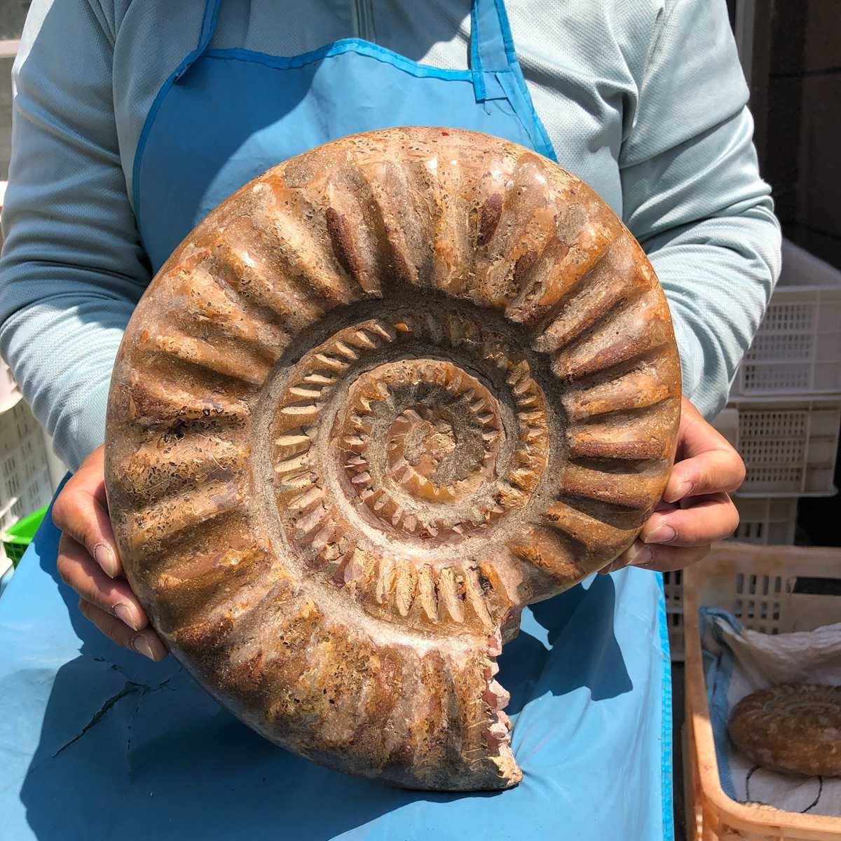 10.67LB Large Natural Beautiful Ammonite Fossil Conch Crystal Specimen Healing