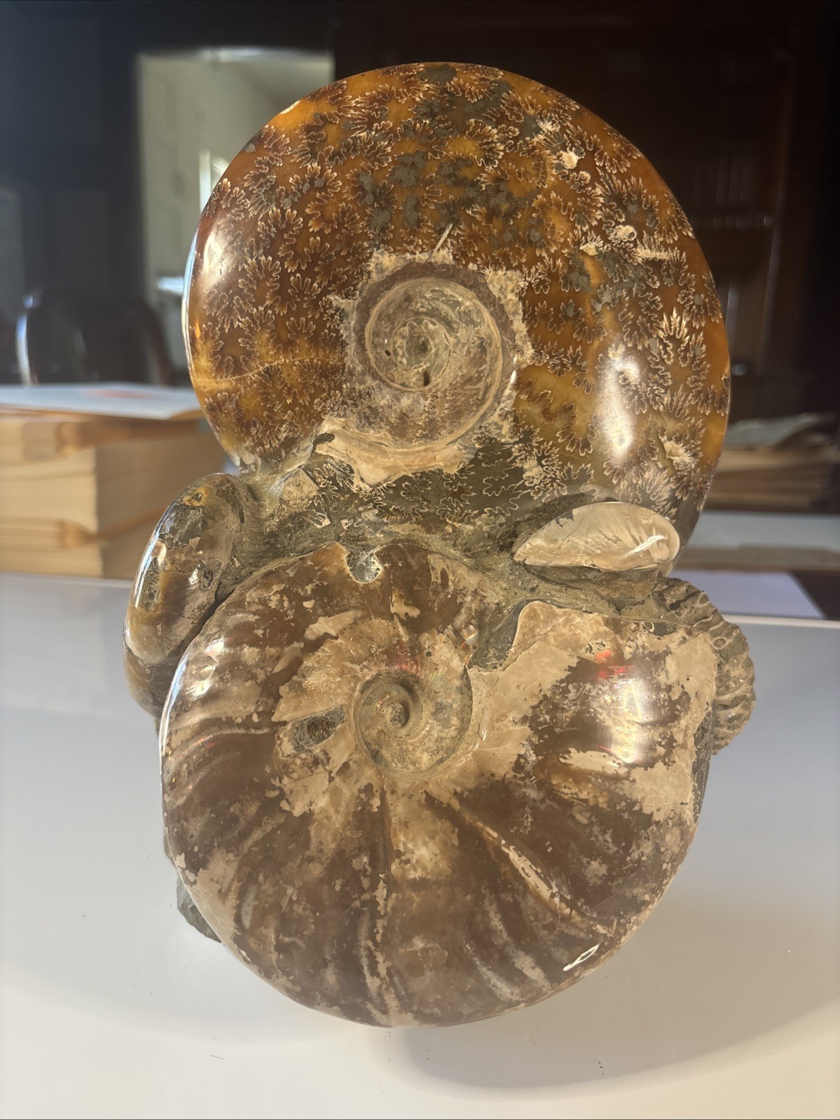 Ancient Statue Fossil Ammonite Rock Prehistoric Specimen 15lbs. Fossil2 X1