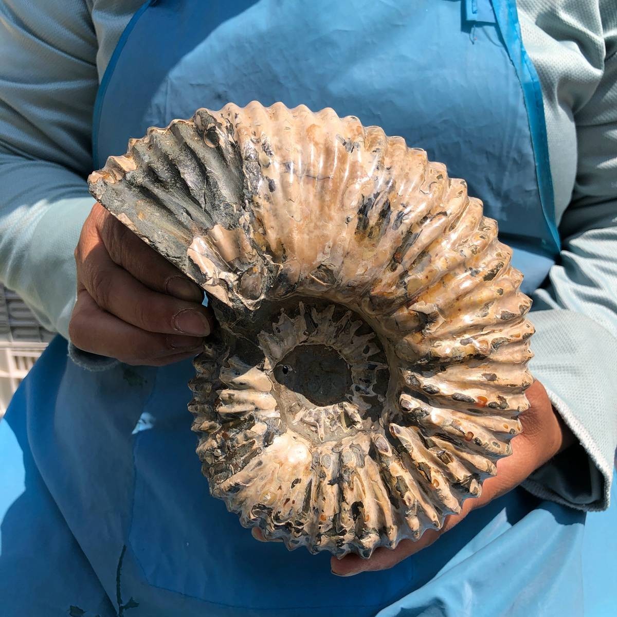 5.98 LB Natural Ammonite Fossil Specimen Home Table Decor Healing Stone 5394