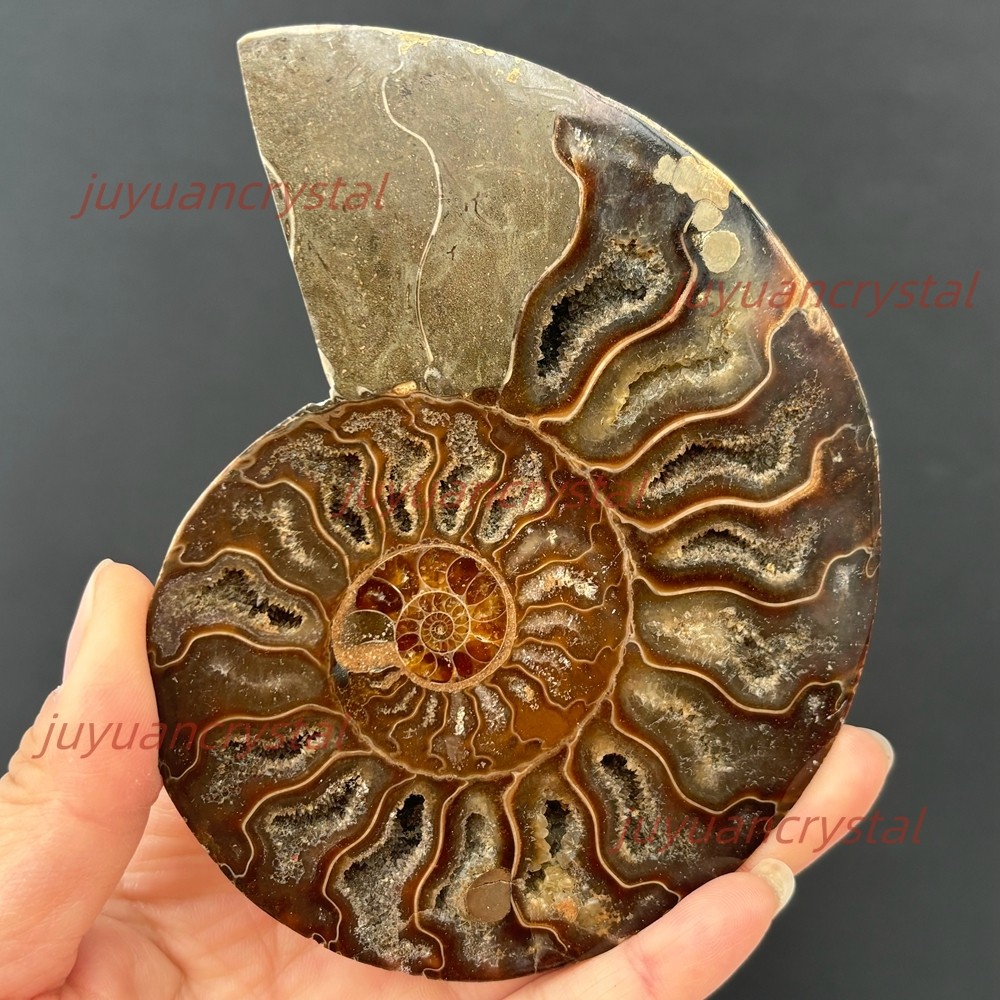 Natural Ammonite Fossil Conch Crystal Specimen Healing + Stand 1pc