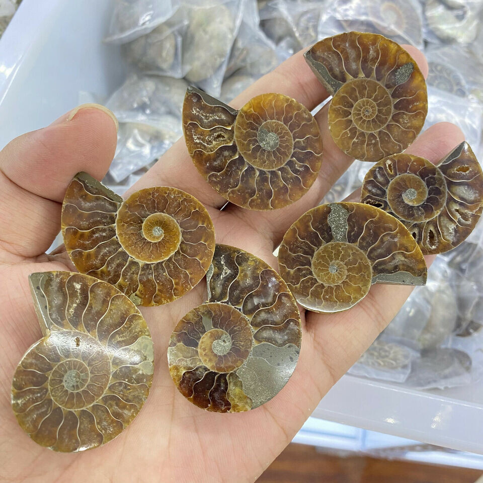 TOP!2.2LB Natural ammonite conch fossil crystal specimen Reiki CARE decor 1KG