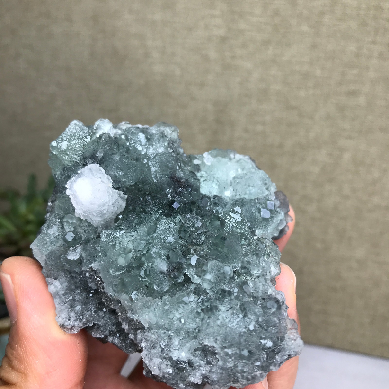 141g NATURAL Green Cubic FLUORITE paragenesis Crystal Cluster Specimen A4783