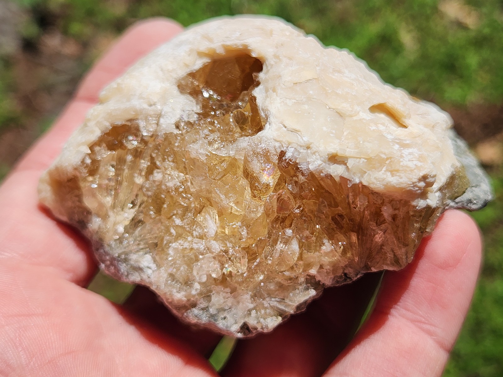 SET of 10 Honey Calcite Crystal Fossil Clams Florida Rucks Pit LOT UV Dogtooth