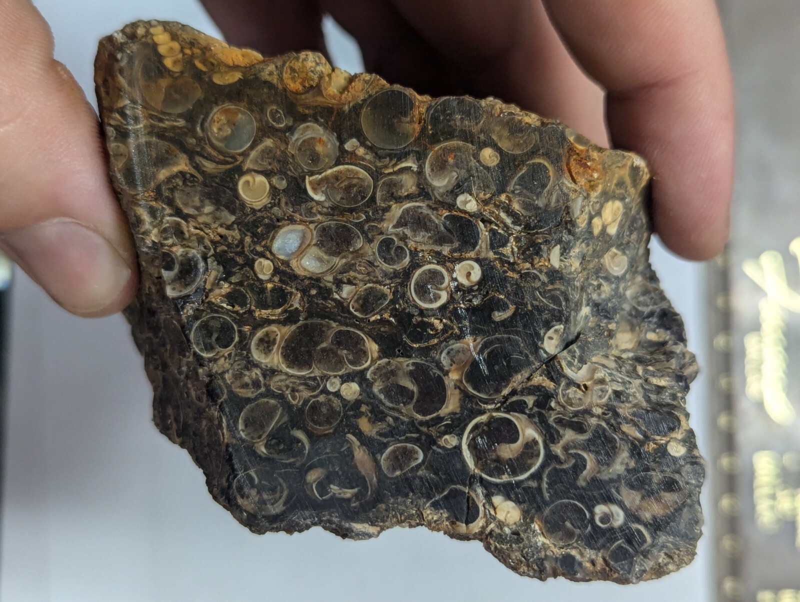 Big 1lb Large Natural Turitella Agate Fossil Shell Rough Crystal Wyoming