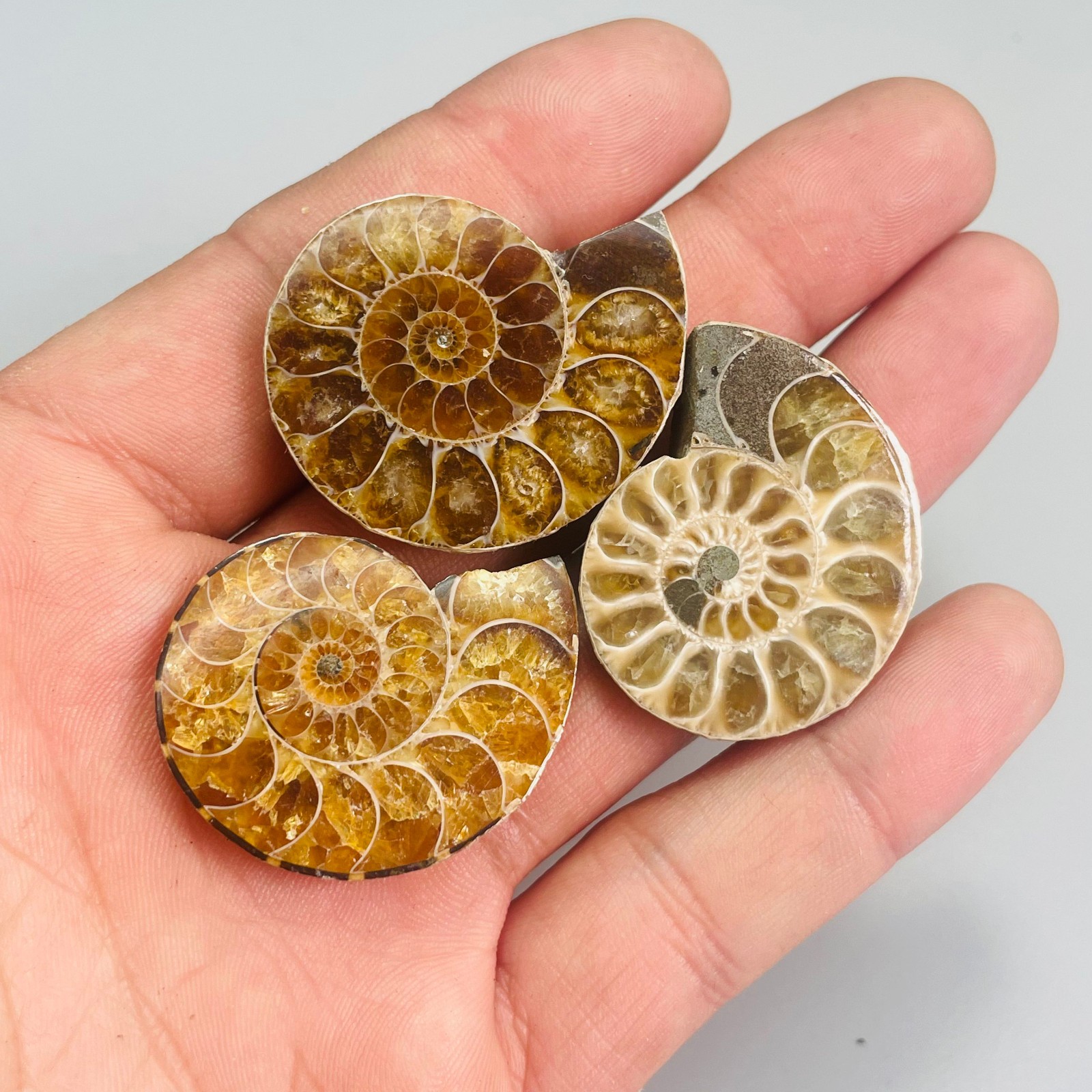 3PC Natural ammonite quartz Quartz Crystal Specimen Reiki Healing Gift