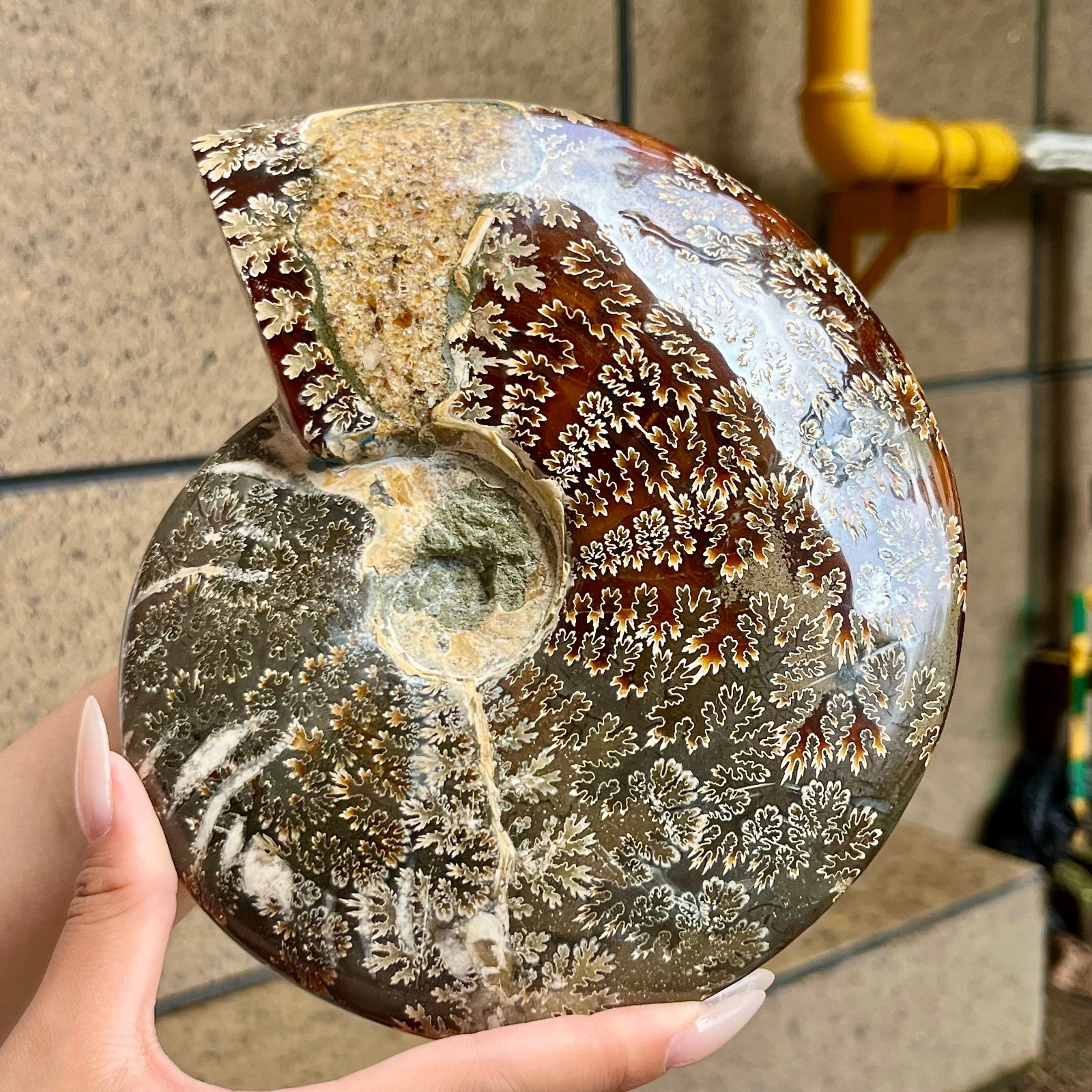 2.5 lb Polished Ammonite Fossil Specimen Unique Birthday Holiday Gift