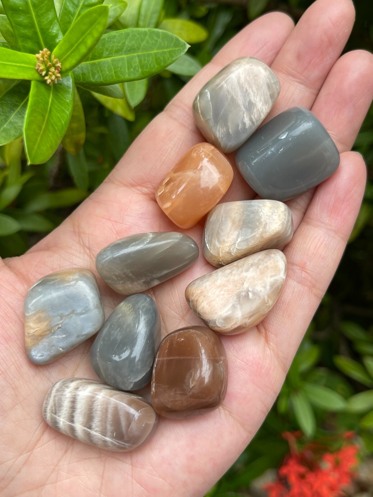 Grade A++ Moonstone Multi Tumbled Stones, 0.75-1″ Tumbled Multicolored Moonstone