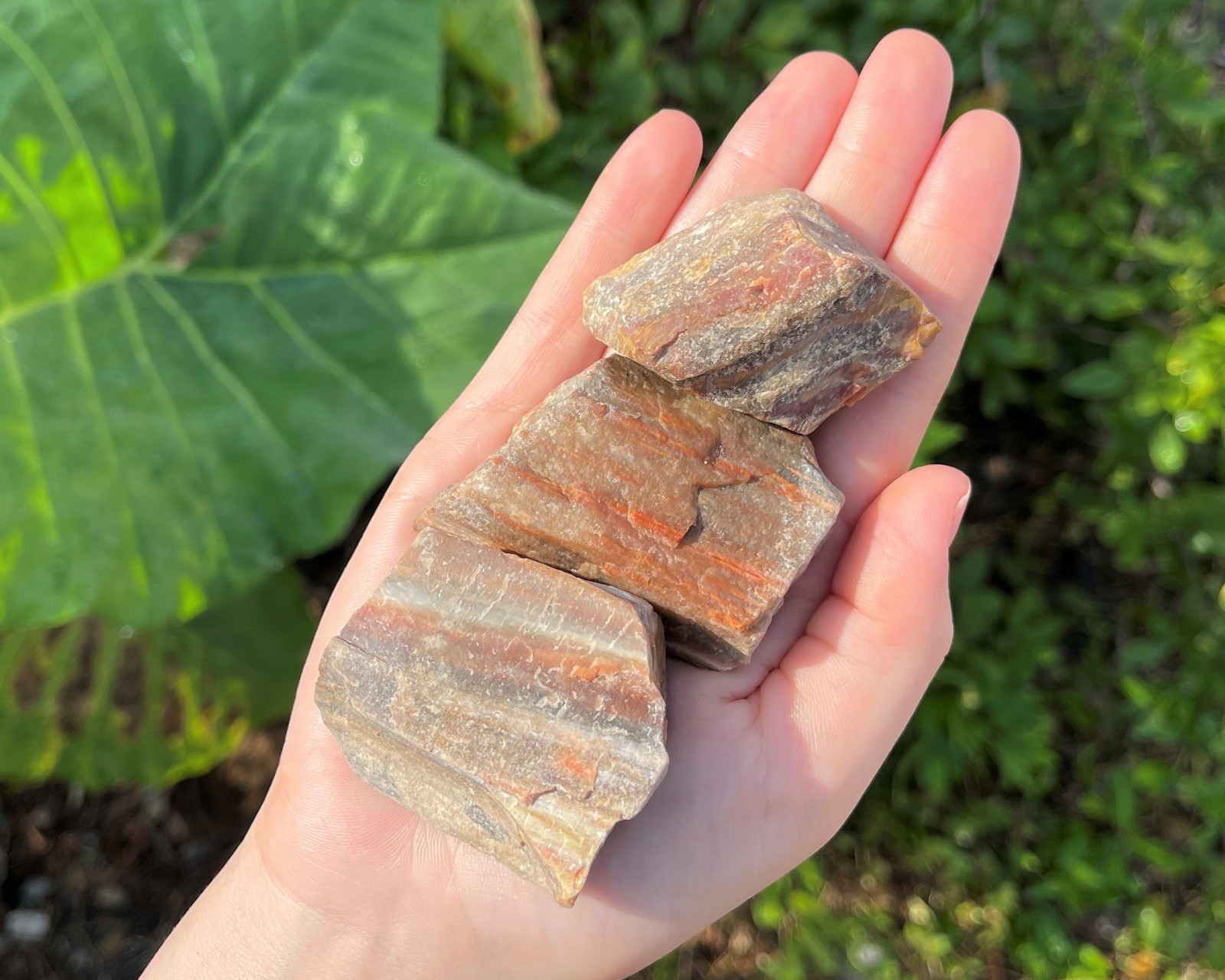 Single LARGE Rough Petrified Wood Crystal, 2-3″ (Natural Raw Petrified Wood)
