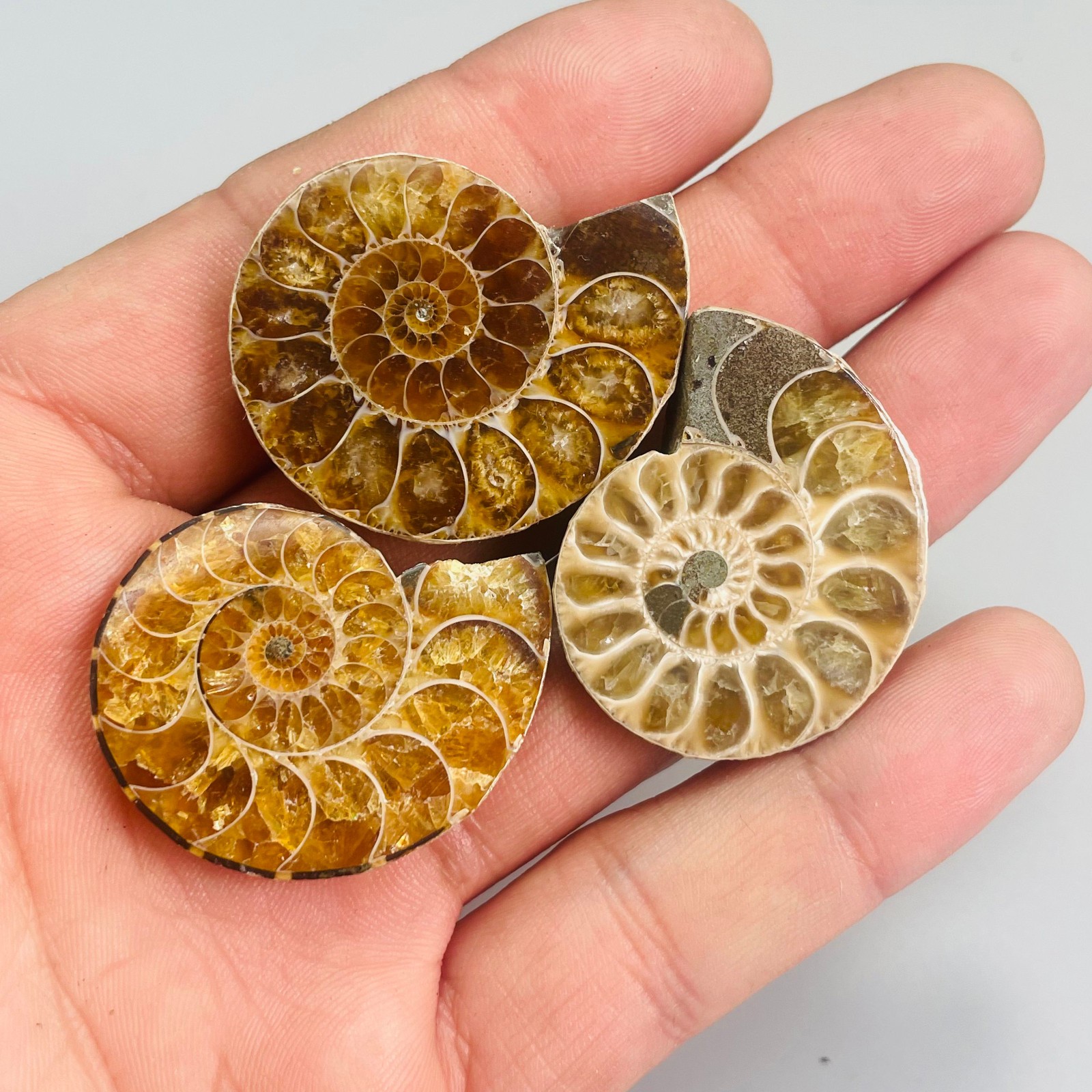 3PC Natural ammonite quartz Quartz Crystal Specimen Reiki Healing Gift