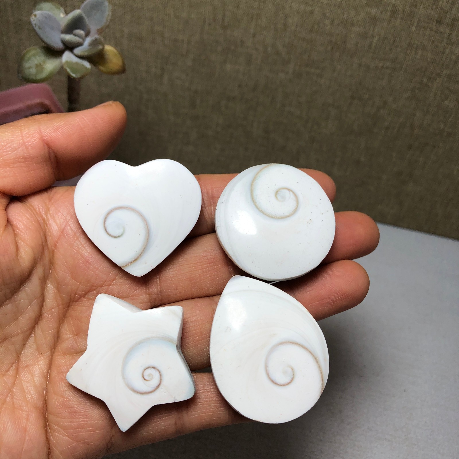 4pcs Rare sun shell Reiki Shiva Eye ocean semi-precious stone 70g A2755