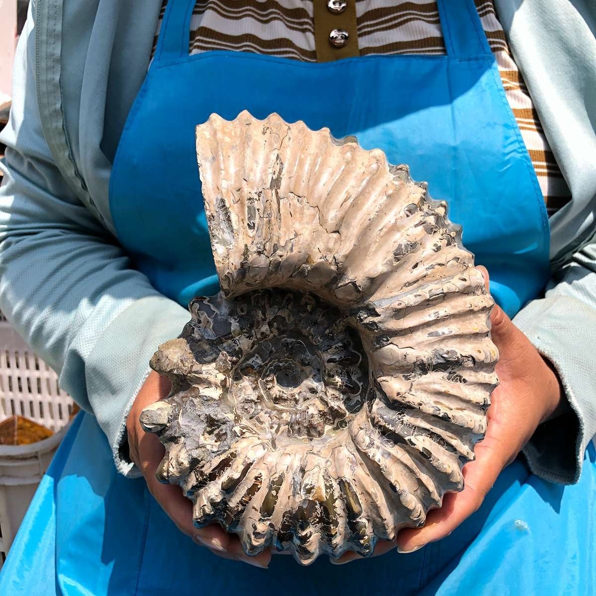 7.12 LB Natural Ammonite Fossil Specimen Home Table Decor Healing Stone 5403