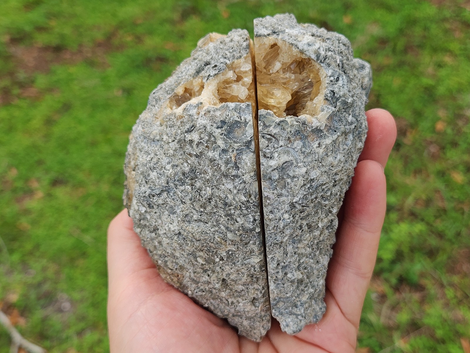 Full Calcite CRYSTAL WHELK Shell Fossil Rucks Pit Florida dogtooth CUT POLISHED