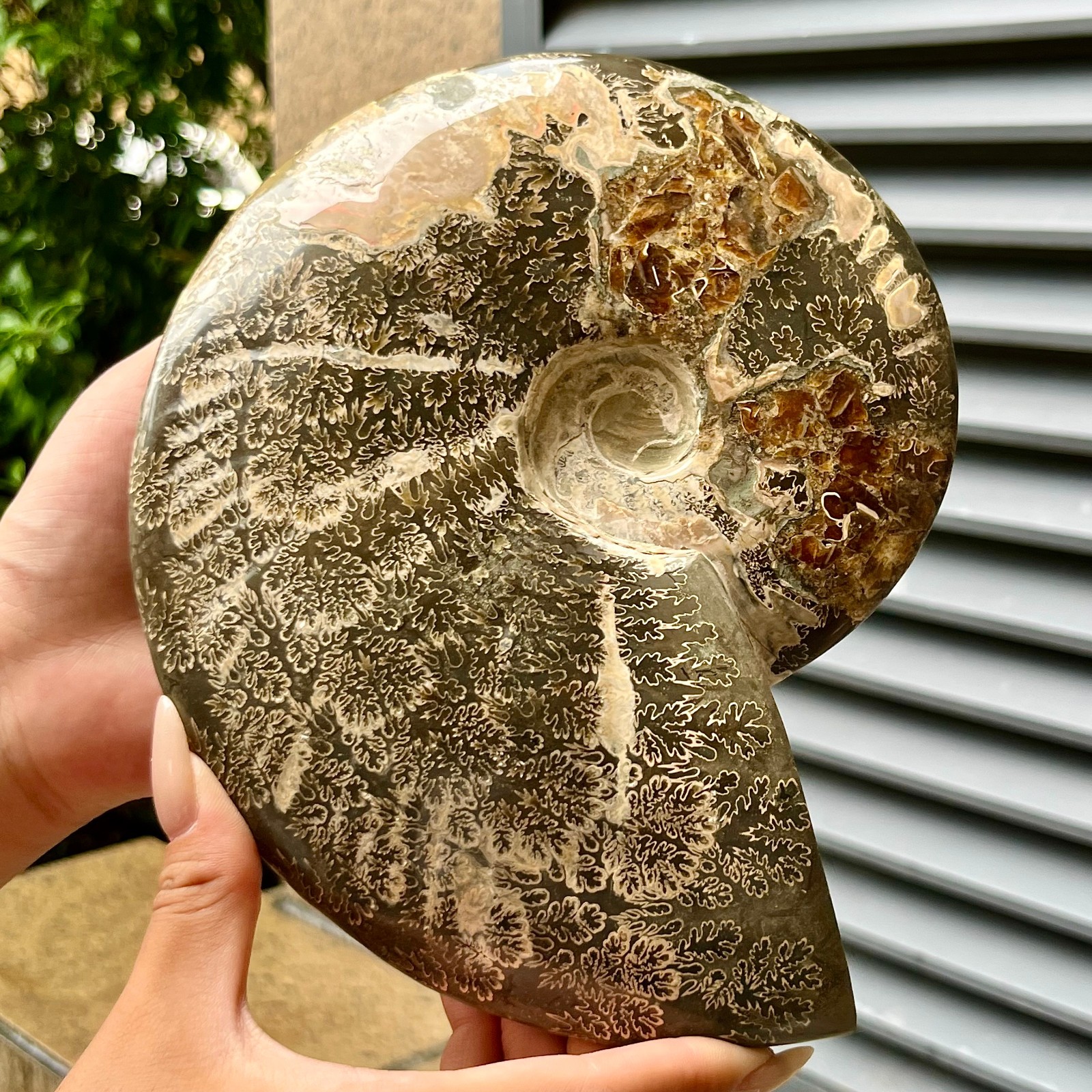 3.6 lb Polished Ammonite Fossil Collectible Specimen Decor Reiki