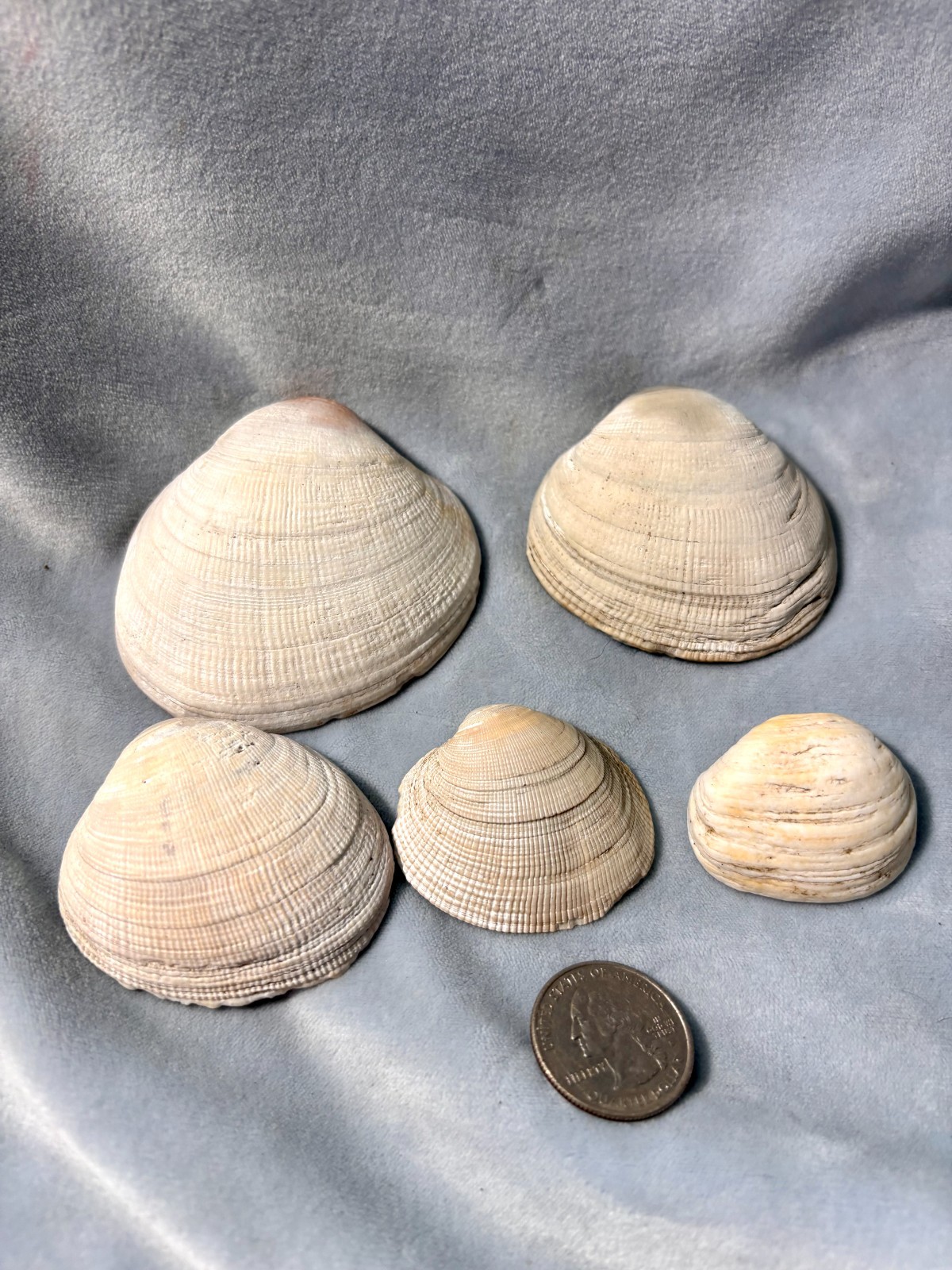 California Beach Shell Lot, Stackable Sea shells BBC