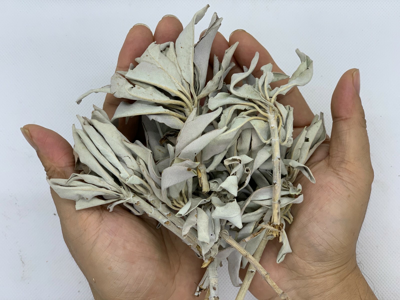 Loose White Sage Smudge Leaves & Clusters, California White Sage Leaves,Bulk Lot