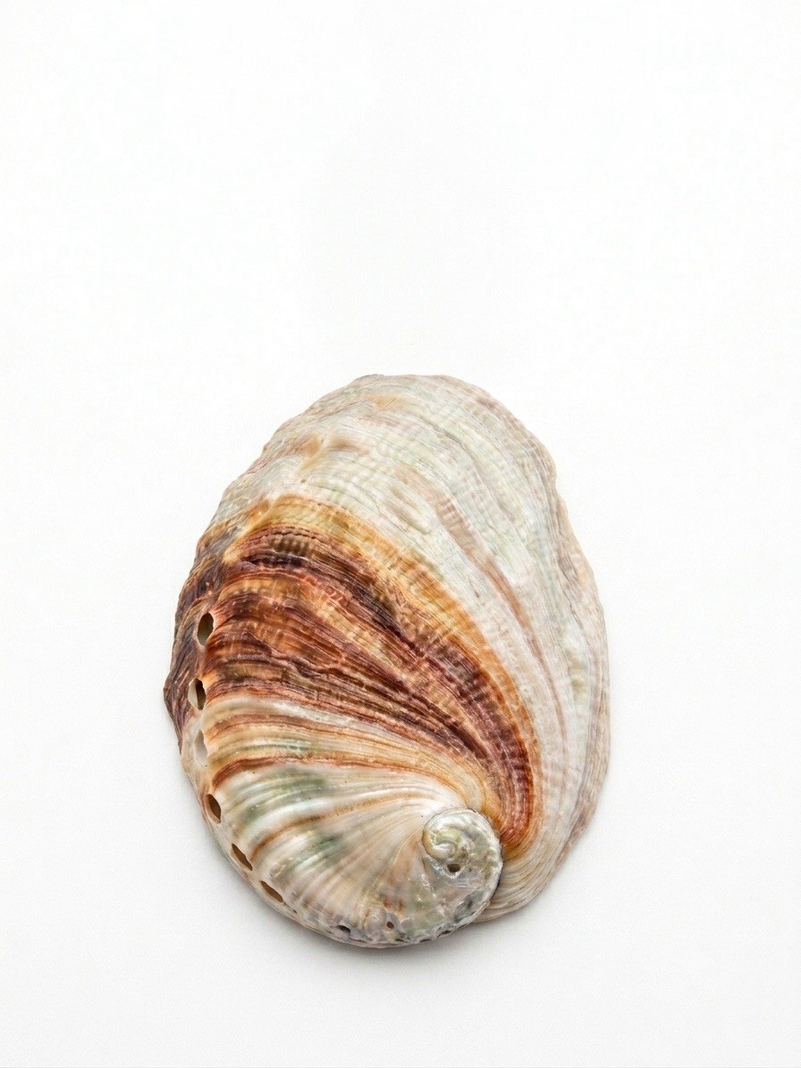 Abalone Shell, Seashell Incense Burner, Smudge Bowl / Holder Pendant Ornament 3”