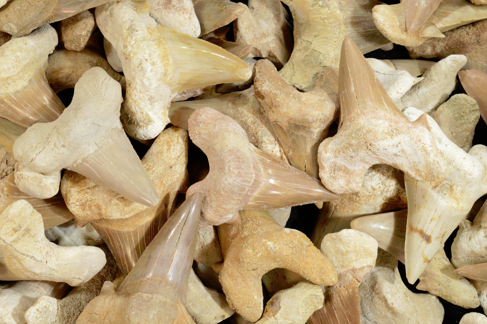 Shark Tooth Fossils 1 1/2″ Morocco Healing Crystals and Fossils Third Eye Chakra