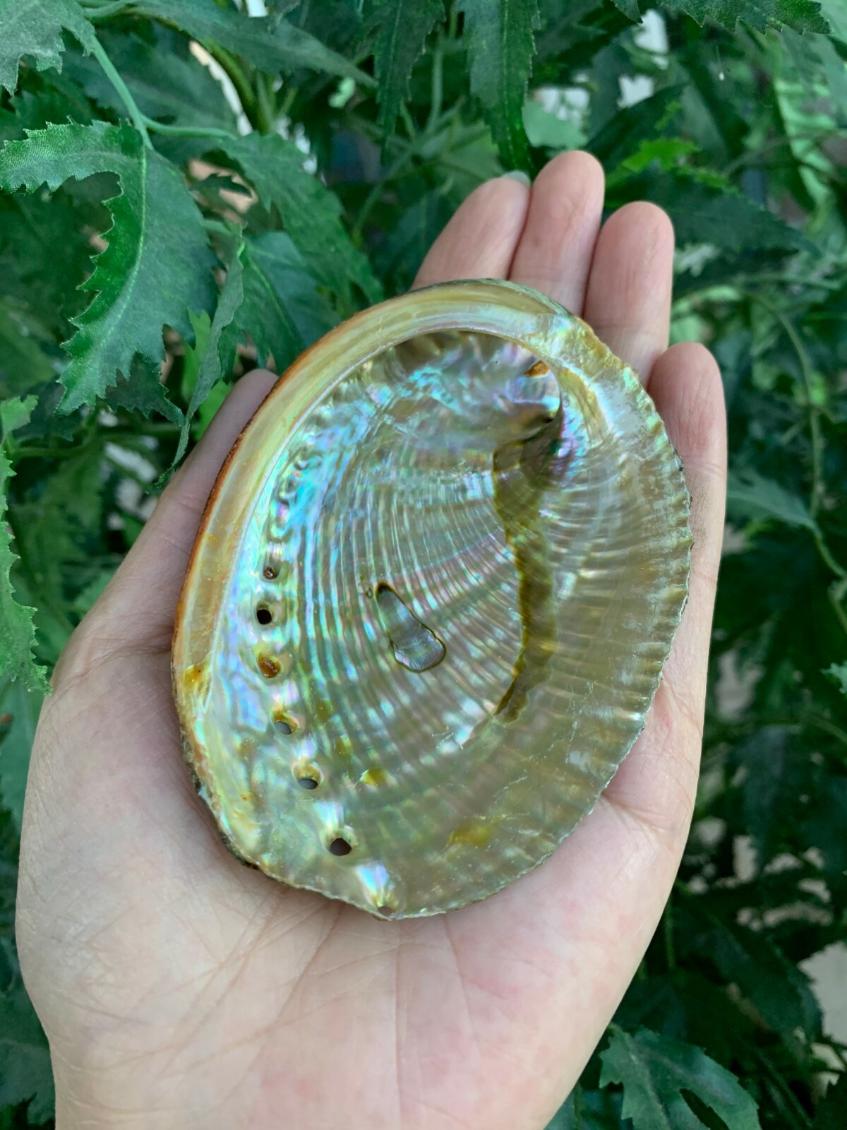 Abalone Shell, Seashell Incense Burner, Smudge Bowl / Holder, Pick a Size