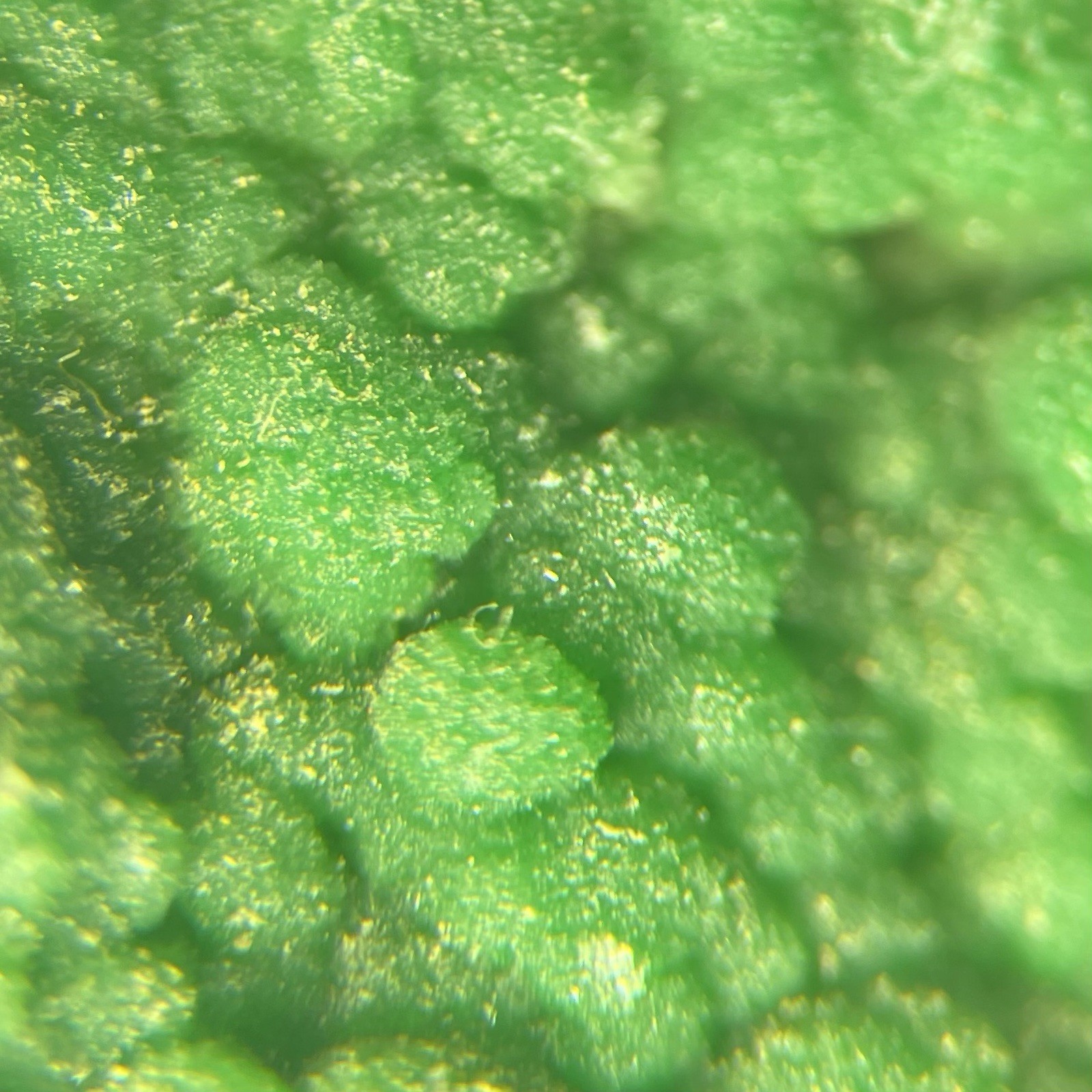 Pyromorphite Crystals On Sandstone Nickenich Eiffel GERMANY