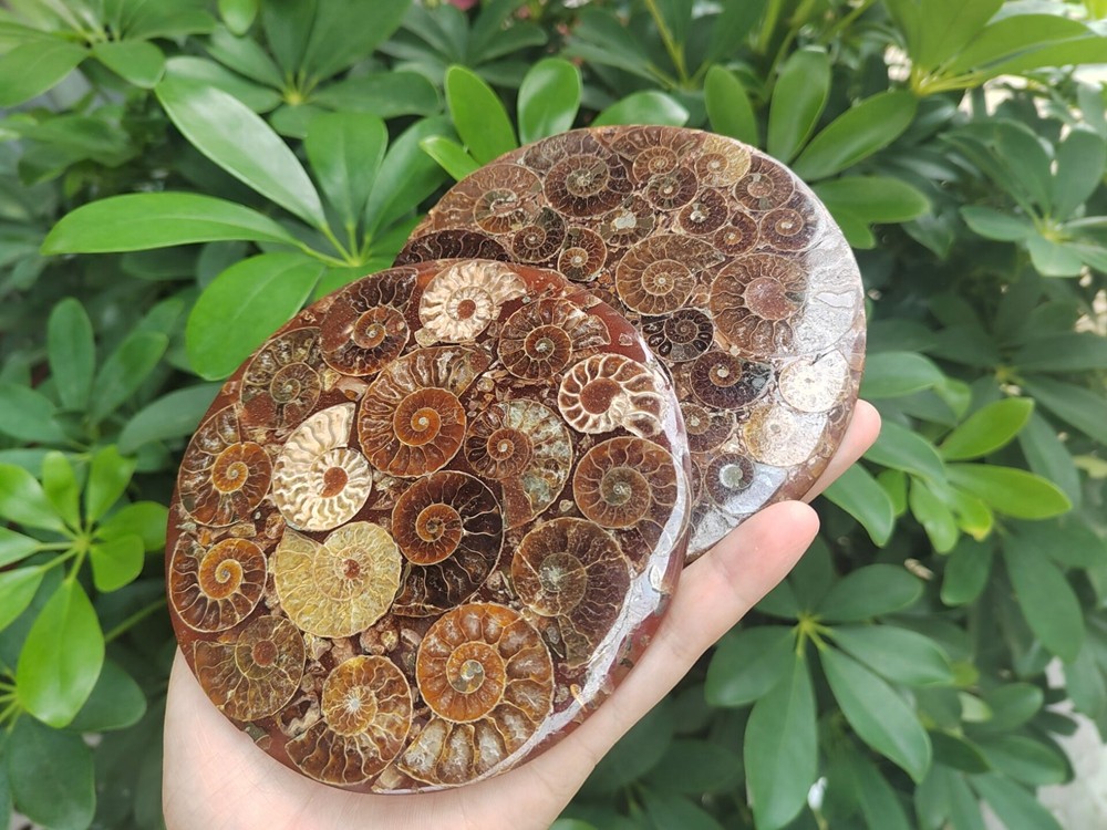 Natural Ammonite Disc Fossil Conch Specimen Healing +Stand 1PC