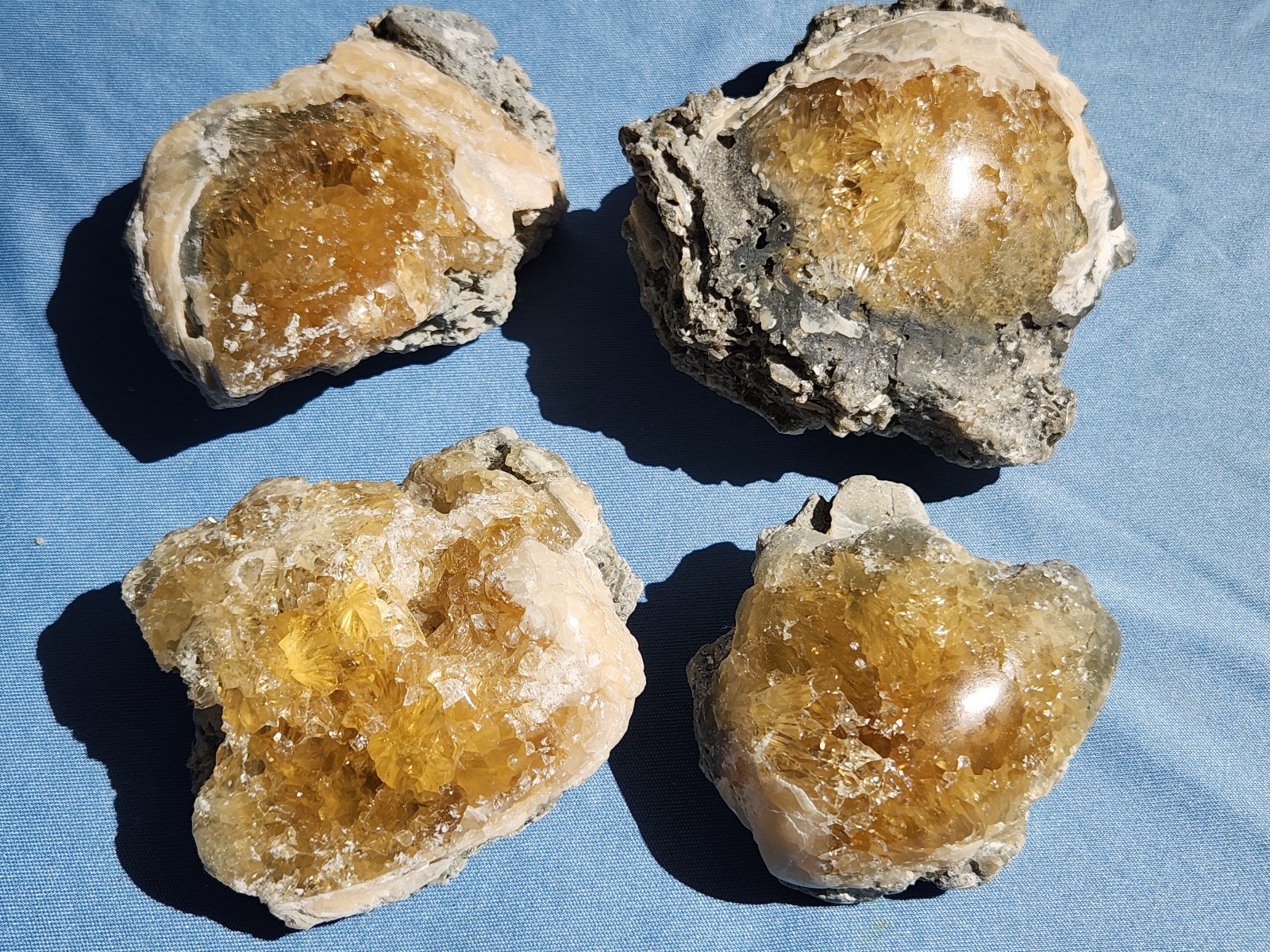 Set of 4 POLISHED Honey Calcite Crystal Fossil Clams Florida Rucks Pit UNIQUE