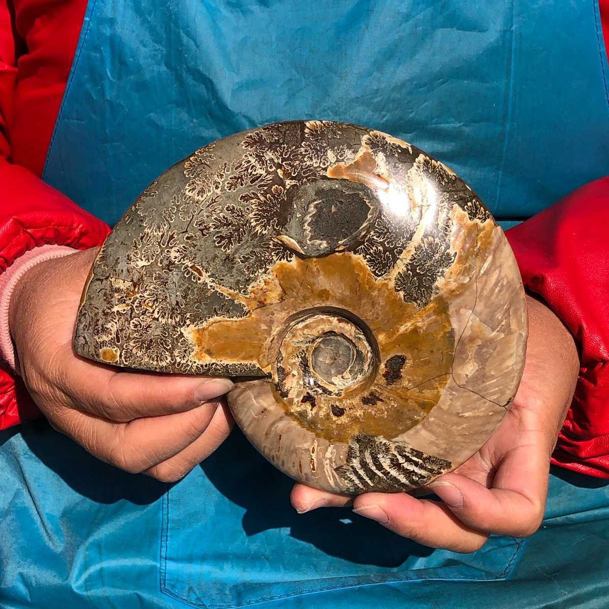 2pcs Natural Beautiful Ammonite Fossil Conch Crystal Specimen Healing