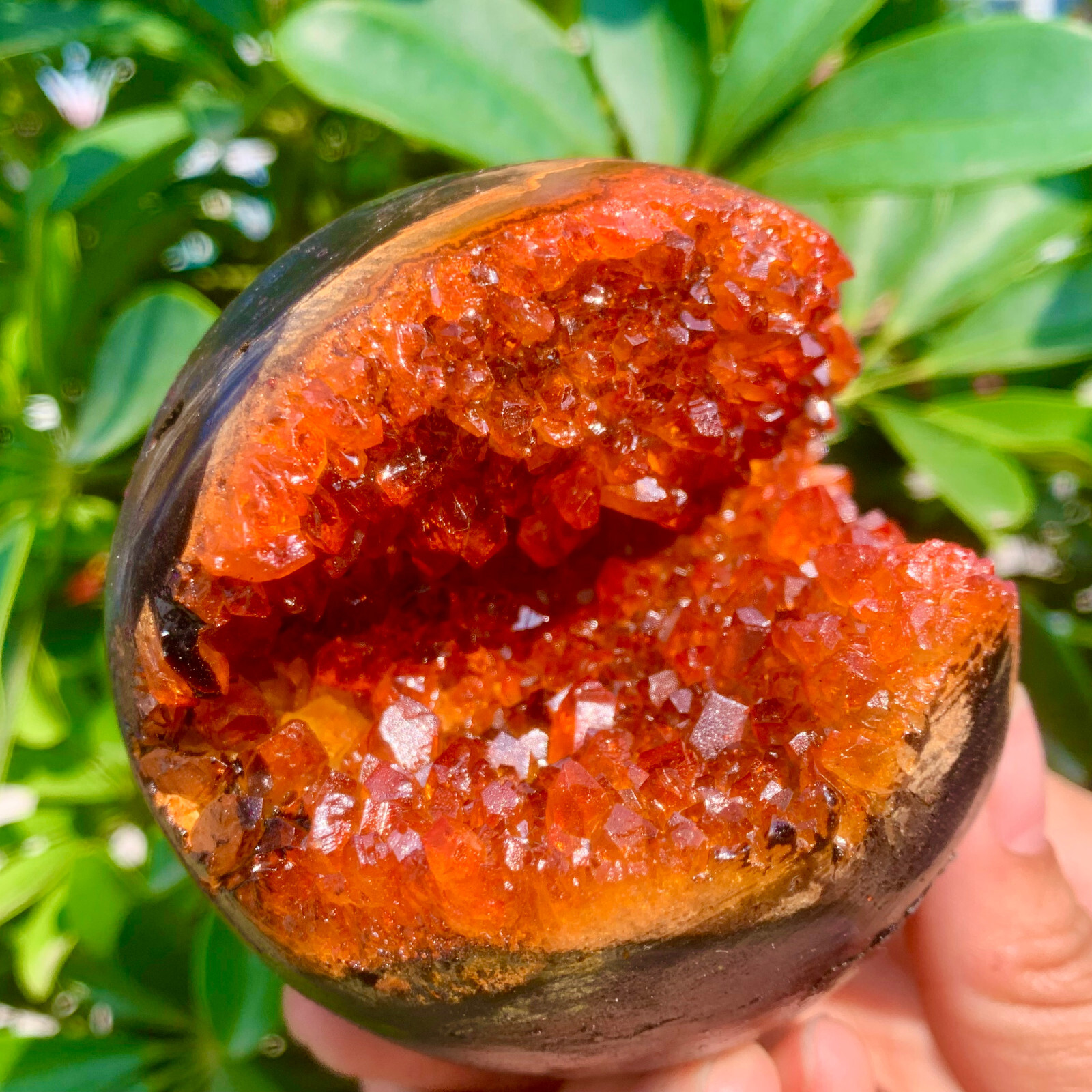 1.26LB Natural Citrine geode quartz crystal open smile sphere Museum Collection