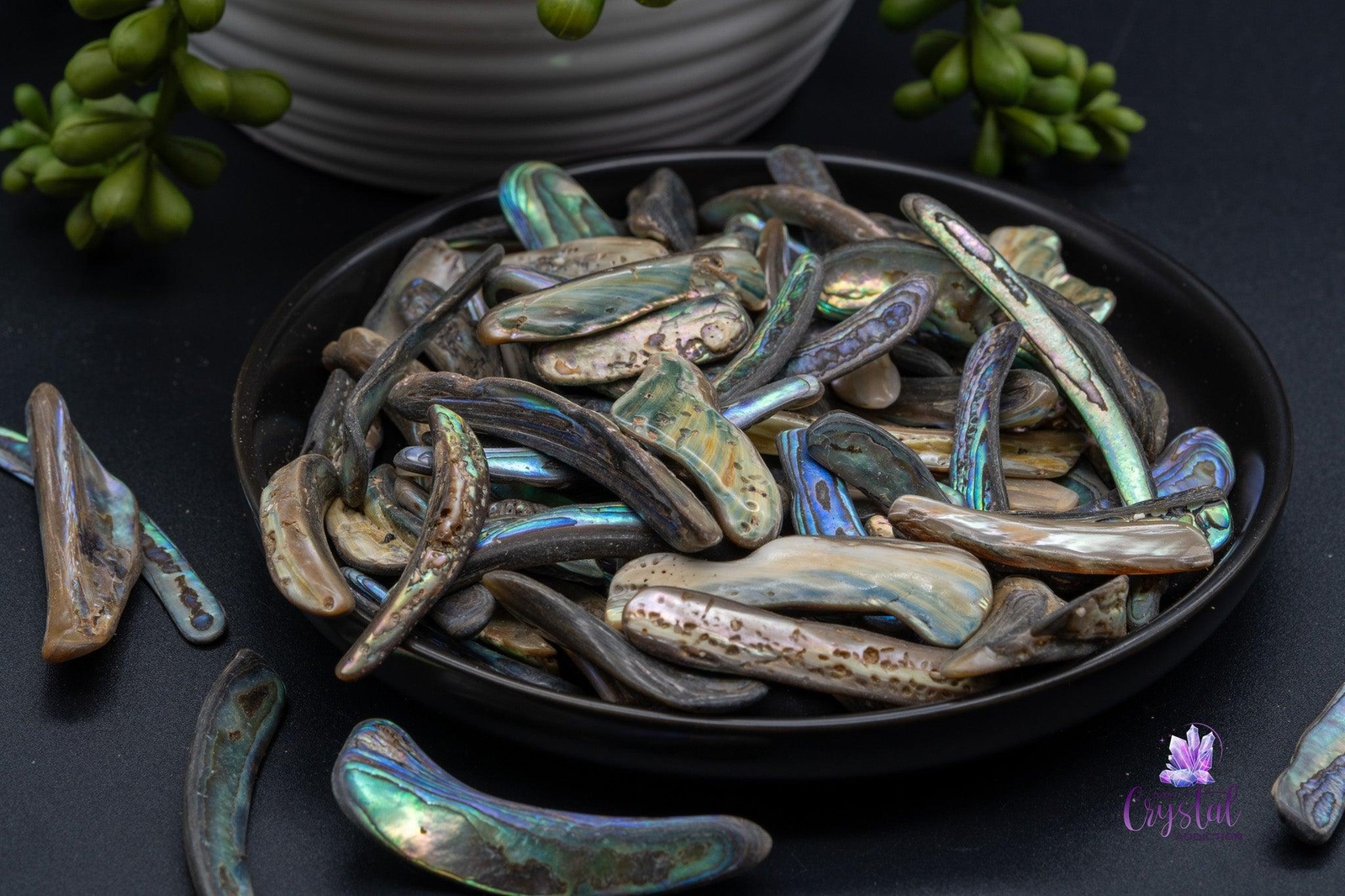 Paua / Abalone Shell from New Zealand – Rims