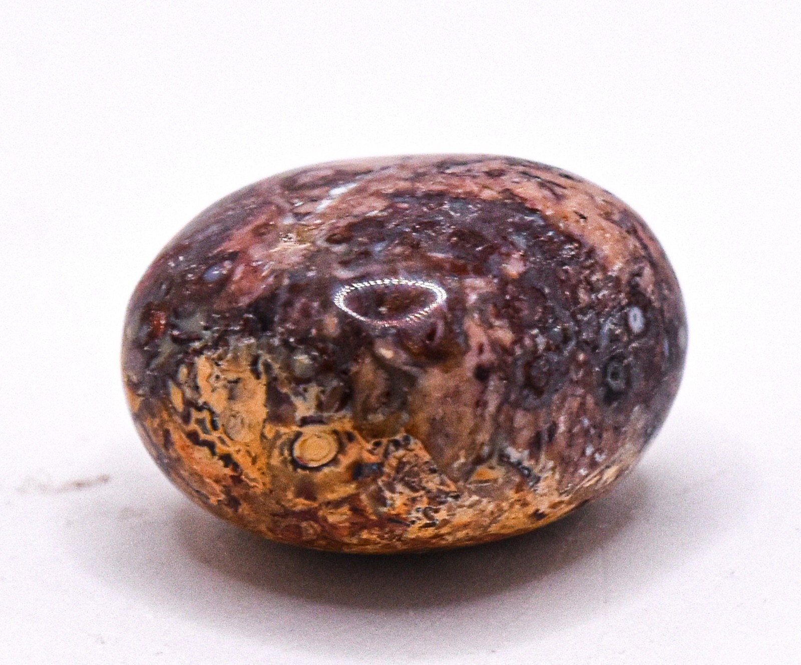 70ct Multicolor Palm Root Fossil Agate Pebble Fossilized Crystal Stone Indonesia