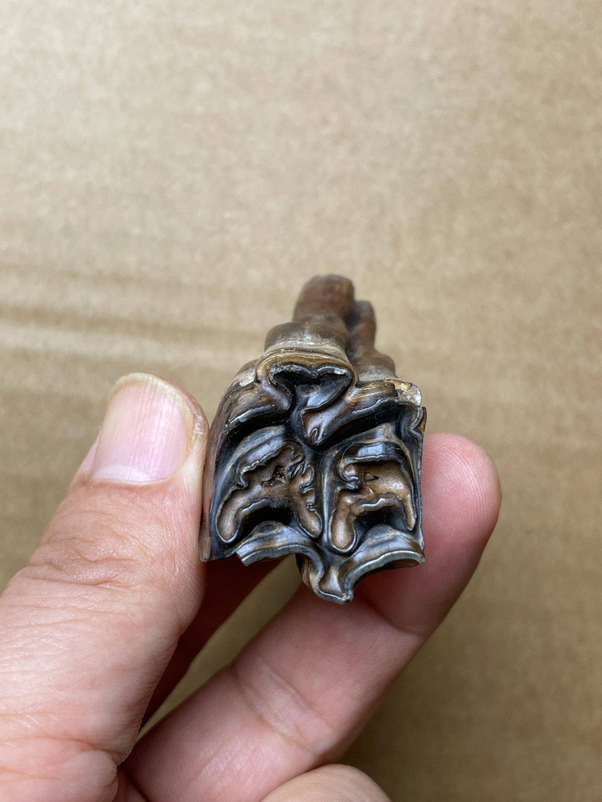 50g beautiful Ice Age tooth collection