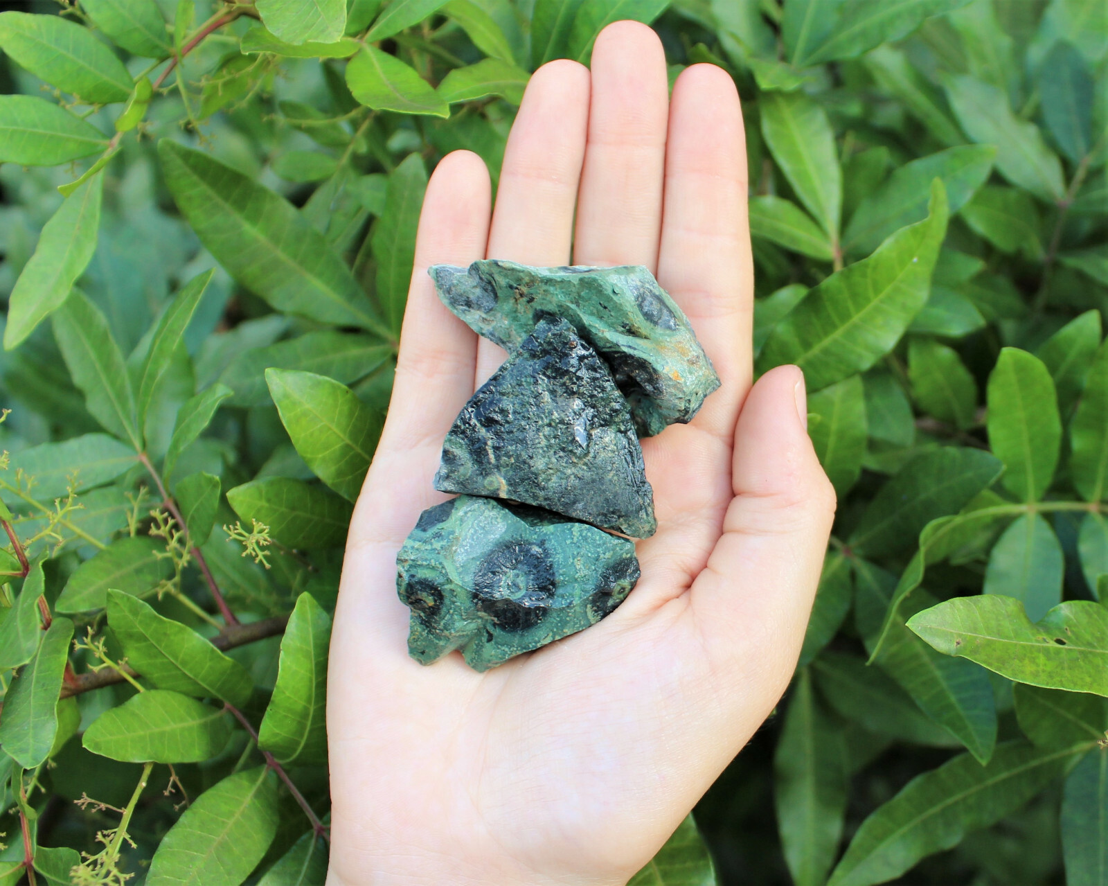 Kambaba Jasper Rough Natural Stones Bulk Wholesale Lots (Raw Crocodile Jasper)