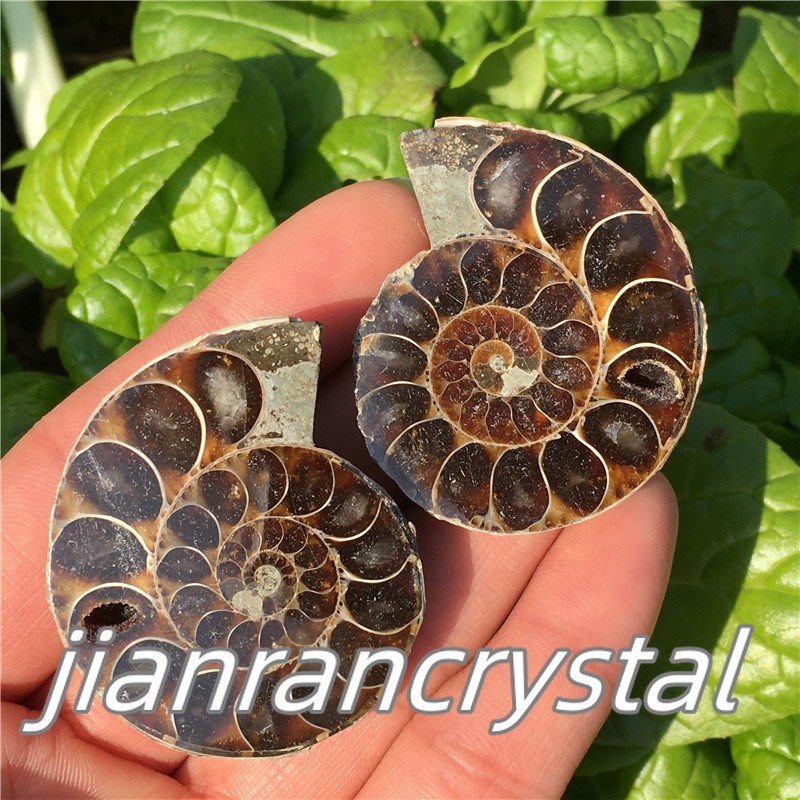 2.2LB Top Natural Ammonite Fossil Conch Crystal Specimen Healing Care