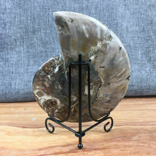 TOP 200G+ Natural ammonite fossil conch crystal specimen healing care
