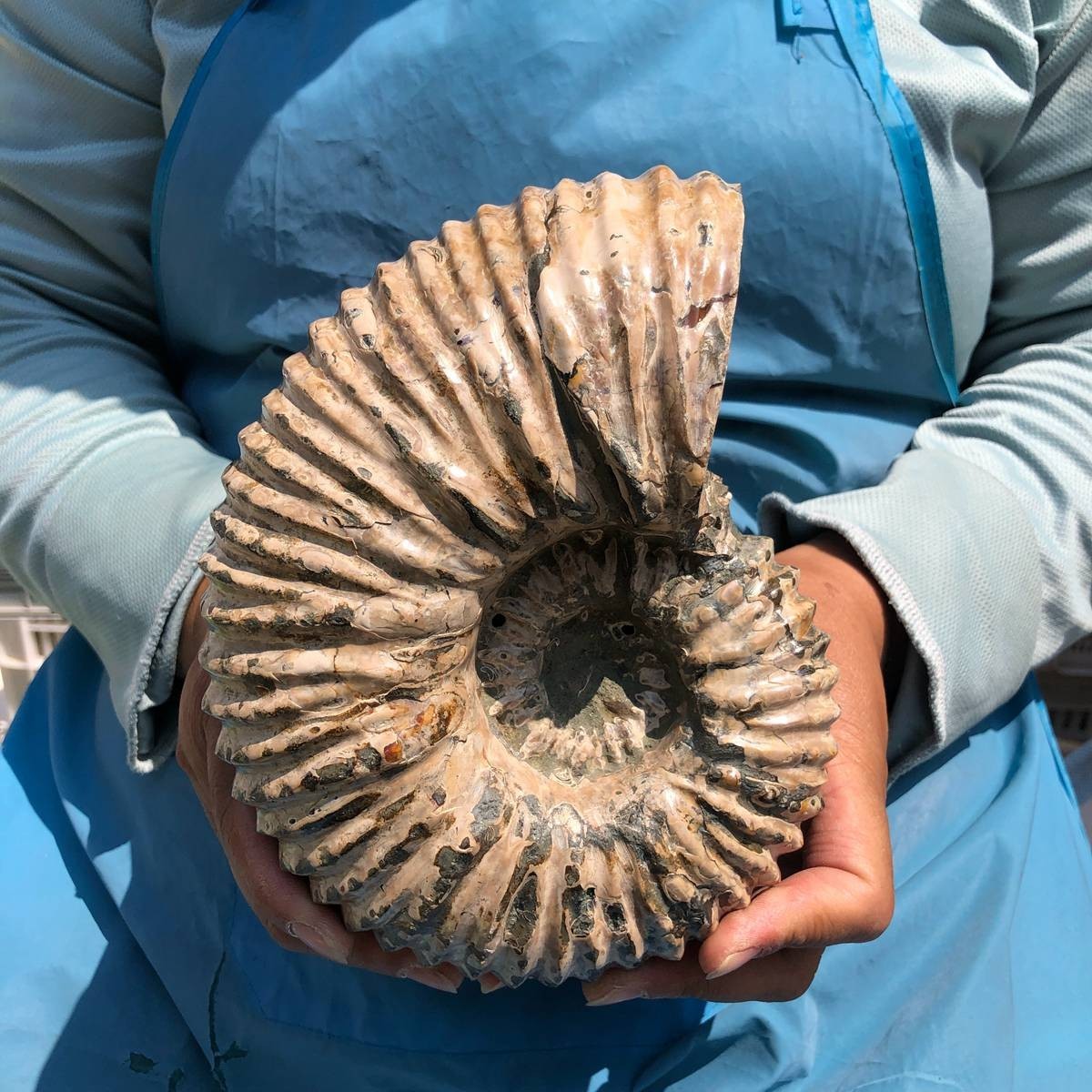 5.98 LB Natural Ammonite Fossil Specimen Home Table Decor Healing Stone 5394