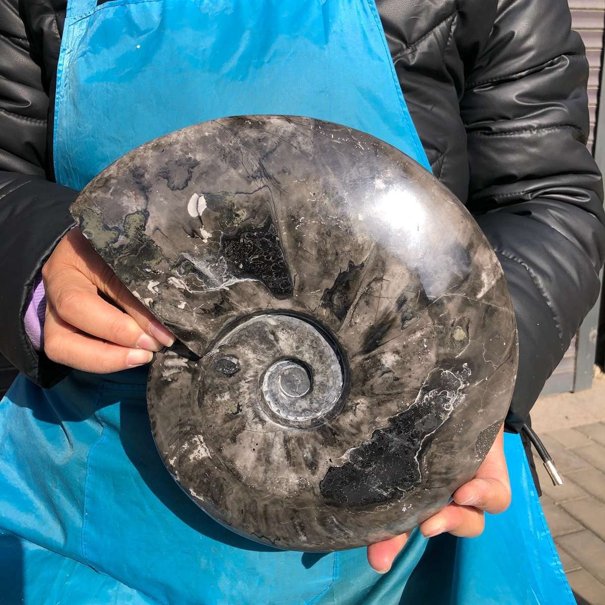 3200g Natural carbonized ammonite fossil snail slice specimen from Madagascar