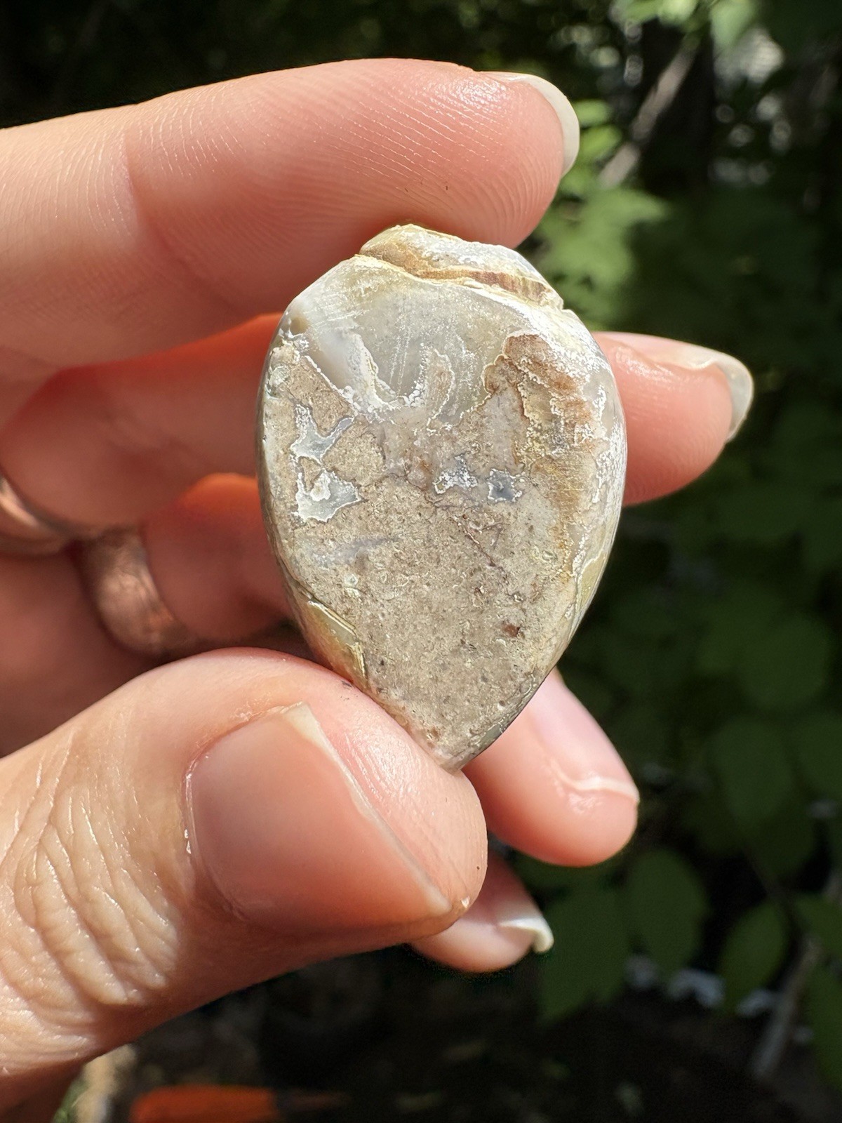 Druzy Agatized Shell