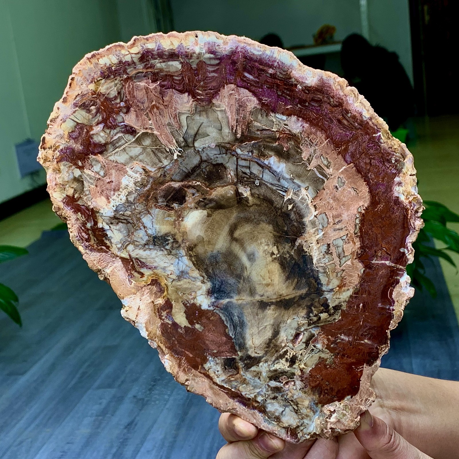 3.31LB Natural Petrified Wood Crystal Fossil Slice Shape Specimen Healing