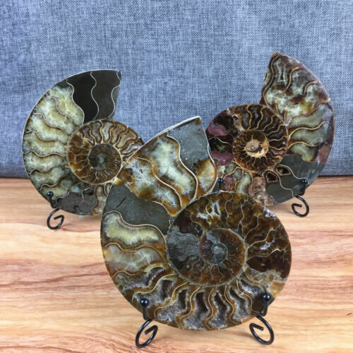 TOP 200G+ Natural ammonite fossil conch crystal specimen healing care