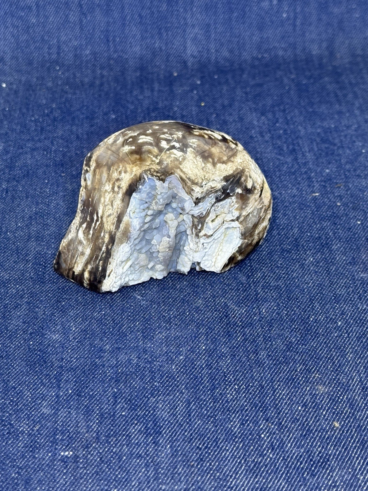 Blue Forest Petrified Wood Stand Up Display Piece ( Wyoming)