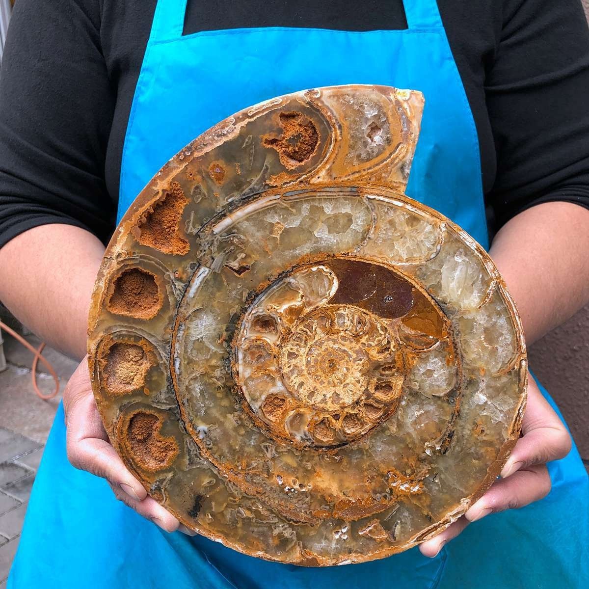 4.66LB Natural crystal Windmill Sliced Conch specimens and quartz Collection