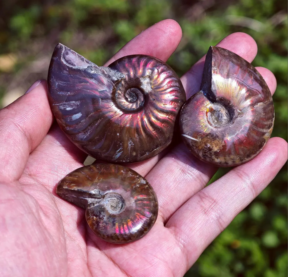 Fire Iridescent Ammonite Fossils RARE Red Opalized Ammonites 1X