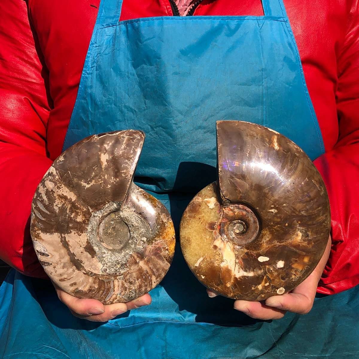 3.65LB 2pc Natural Beautiful Ammonite Fossil Conch Crystal Specimen Healing