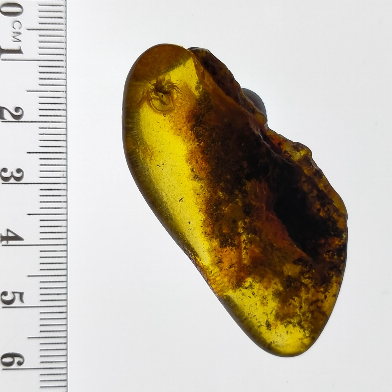 Baltic Amber large gemstone w/ natural fossil trapped bug inclusion 41.7ct