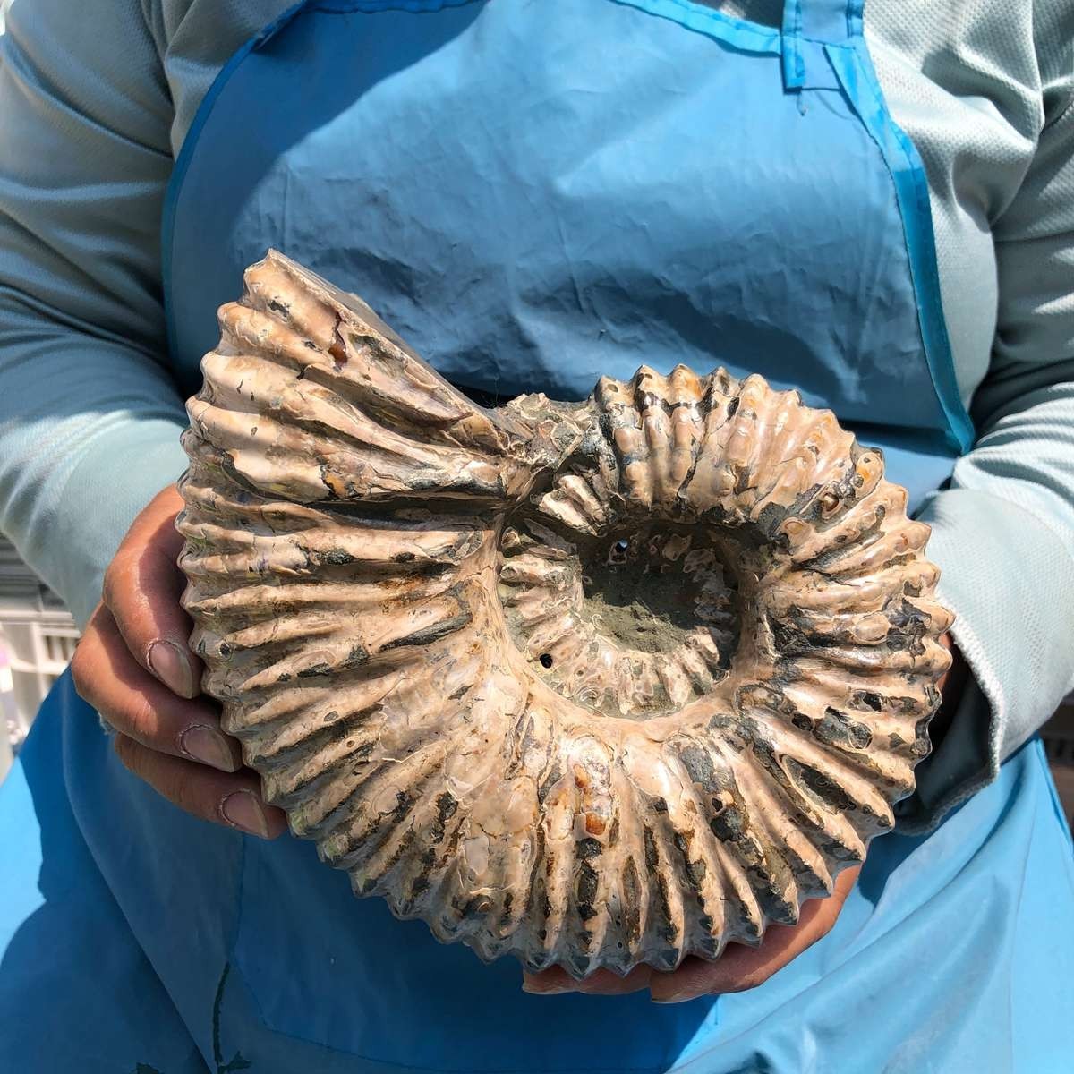 5.98 LB Natural Ammonite Fossil Specimen Home Table Decor Healing Stone 5394