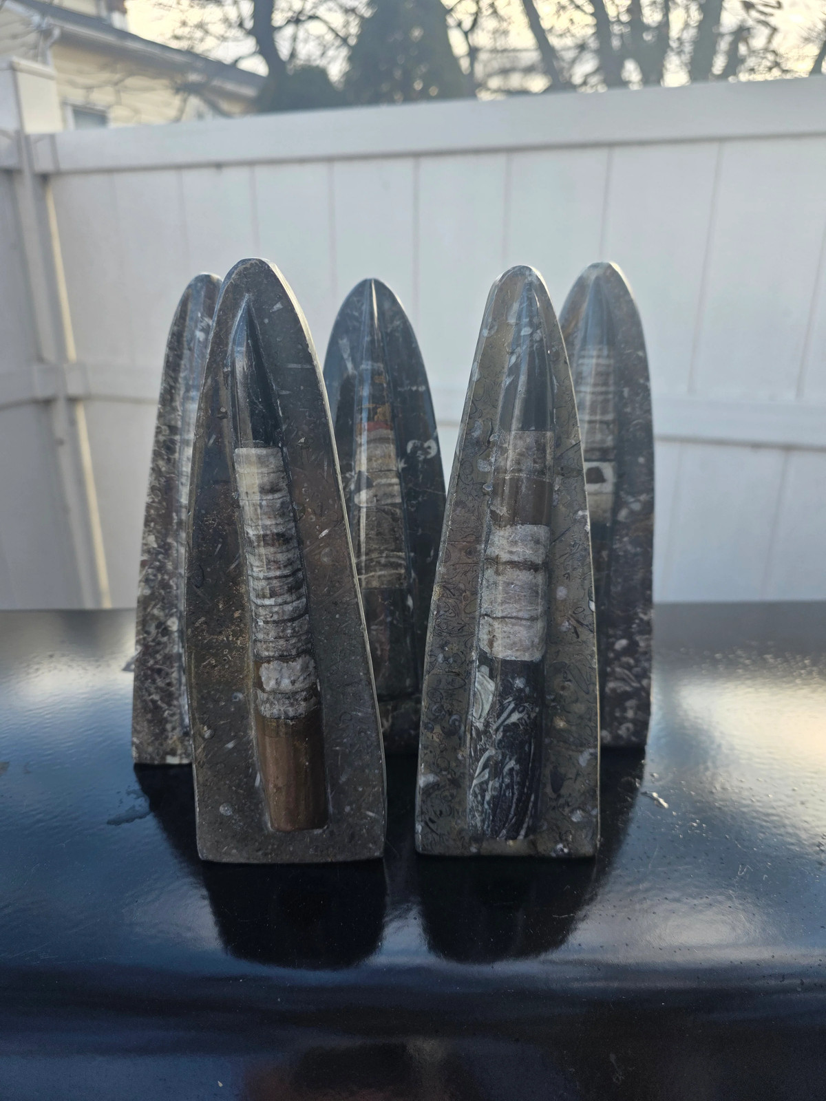 Single orthoceras nautiloids statue! 14 ounces, 8 inches tall