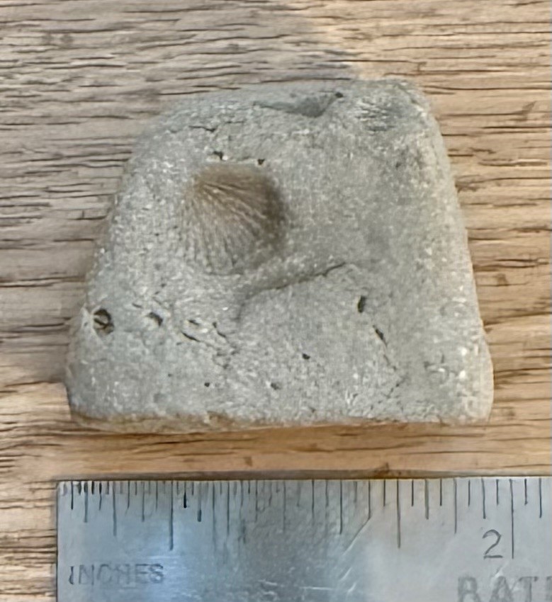 Small Rare Sea Shell Fossil Stone * from Florida Gulf * 1.9 Inches * 2 Ounces *